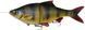 Силікон Savage Gear 4D Line Thru Roach S 250mm 216.0g Perch (поштучно) 18541649 фото